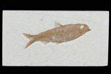 Knightia Fossil Fish - Wyoming #79866-1